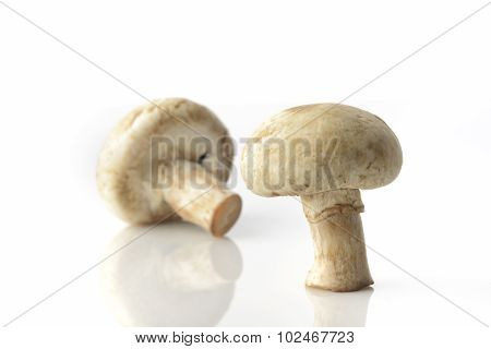 Two Common Button Mushrooms On White Background Shot in Studio