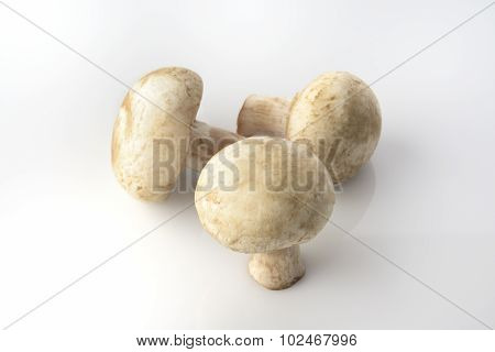 Three Button Mushrooms On White Background Shot in Studio