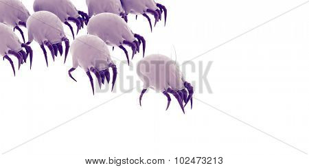 medically accurate illustration of some common dust mites