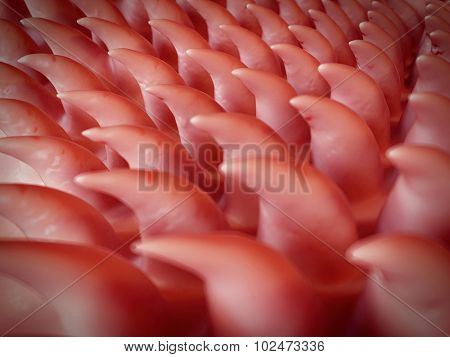 SEM style illustration of the tongue surface