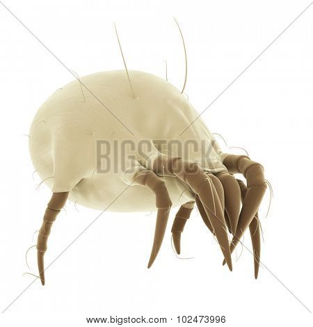medically accurate illustration of a common dust mite