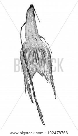 Black And White Moss Protonemata Micrograph