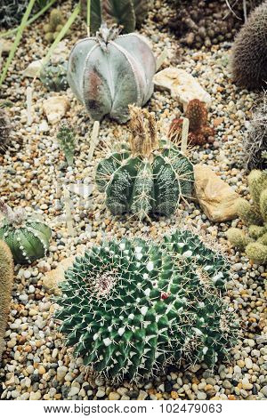 Various Cacti