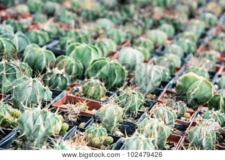 Various Cacti In The Flowerpots