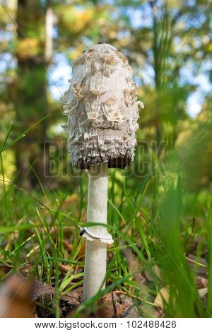mushroom
