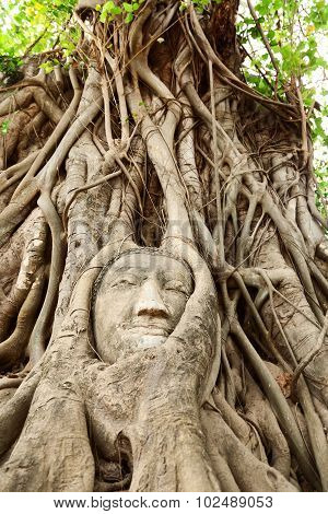 Head Of Buddha Under A Fig Tree, Ayutthaya