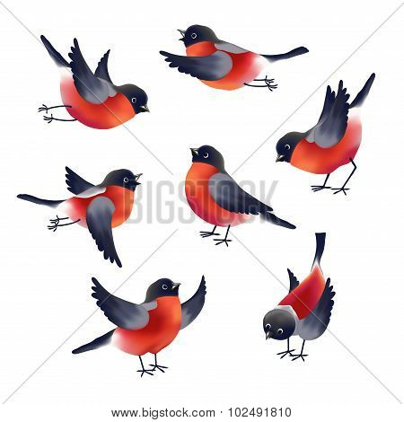 Bullfinches