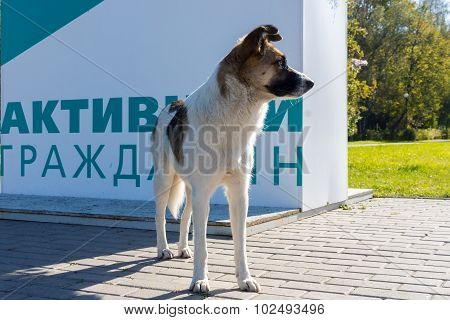 homeless dog