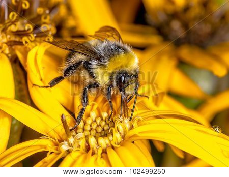 Bumblebee