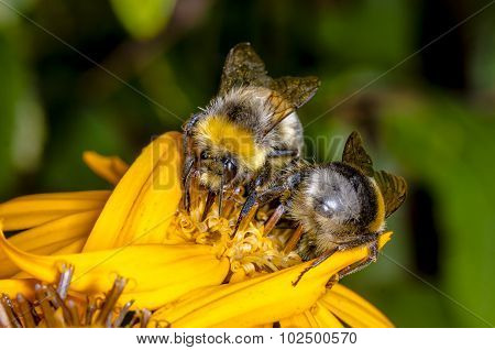Two Bumblebee