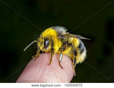 Bumblebee