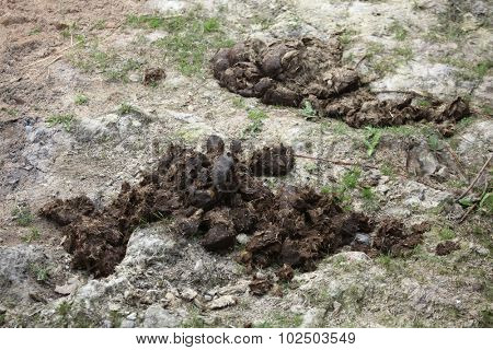 Excrements of Indian rhinoceros (Rhinoceros unicornis). Wild life animal. 