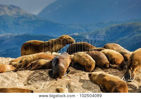 Beagle Channel, Ushuaia, Argentina