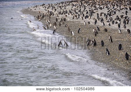 Beagle Channel, Ushuaia, Argentina