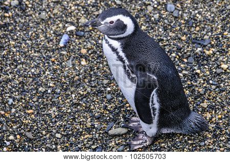 Beagle Channel, Ushuaia, Argentina