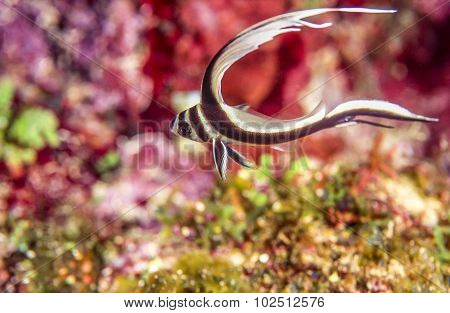 Juvenile Spotted Drumfish,