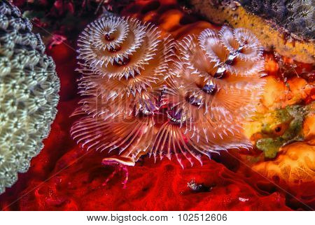 Underwater Coral Reef