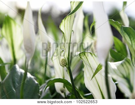 Flower Spatifilum  Lat. Spathiphyllum