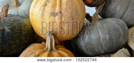 Organic Pumpkins For Sale In A Market