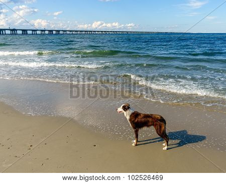 Border Collie At The Beach