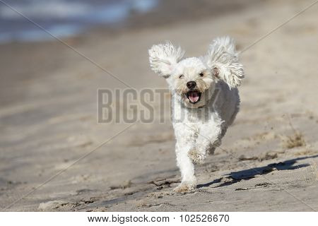 Small White Dog Running On A Sandy Beach
