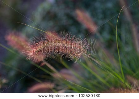 Pennisetum flower in sunset, Pennisetum alopecuroides