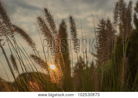 Pennisetum flower in sunset, Pennisetum alopecuroides
