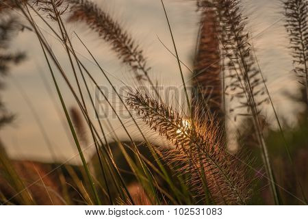 Pennisetum flower in sunset, Pennisetum alopecuroides