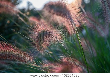Pennisetum flower in sunset, Pennisetum alopecuroides
