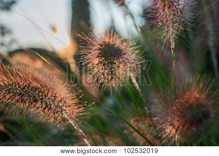 Pennisetum flower in sunset, Pennisetum alopecuroides