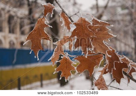 Cold