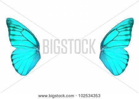 Orange Albatross Butterfly (appias Nero)