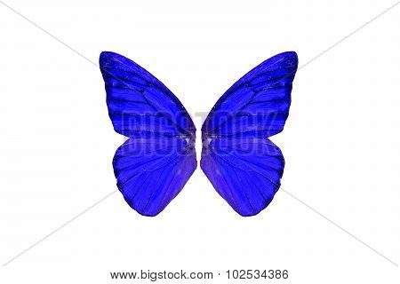 Orange Albatross Butterfly (appias Nero)