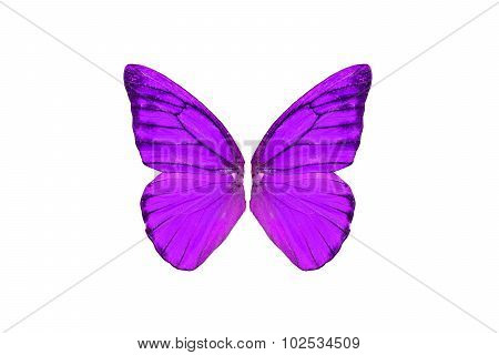 Orange Albatross Butterfly (appias Nero)