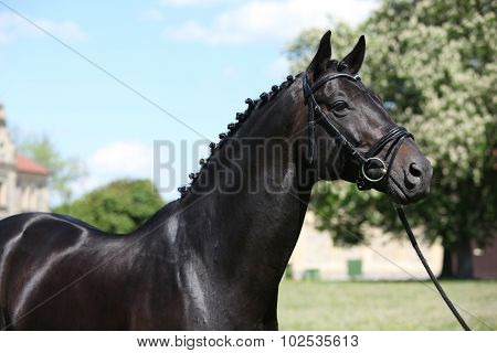 Nice Black Dutch Warmblood With Bridle