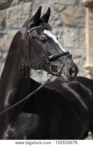 Beautiful Black Dutch Warmblood With Bridle