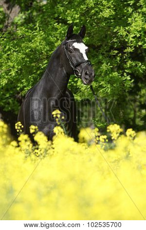 Amazing Black Dutch Warmblood With Yellow Flowers