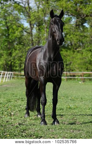 Beautiful Kwpn Stallion On Pasturage
