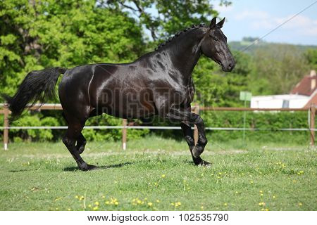 Amazing Black Dutch Warmblood Running
