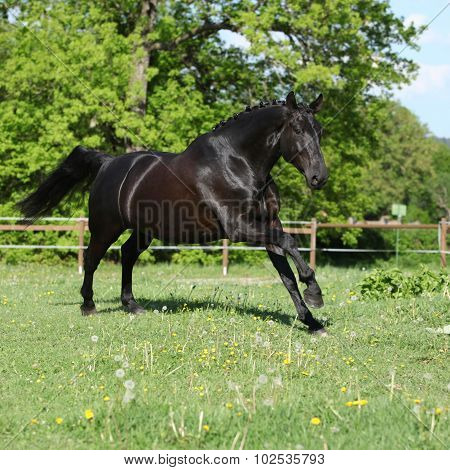 Amazing Black Dutch Warmblood Running