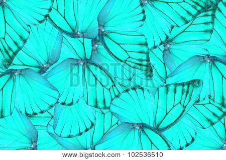Orange Albatross Butterfly (appias Nero)