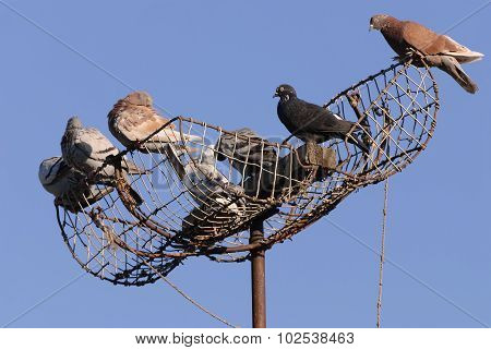 Pigeons sit on the trap