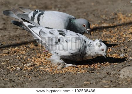 Pigeons eat wheat