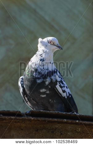 one white-gray pigeon sitting alone