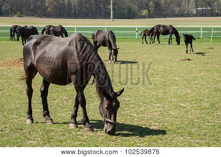 Old Kladrub black horses on green pasture