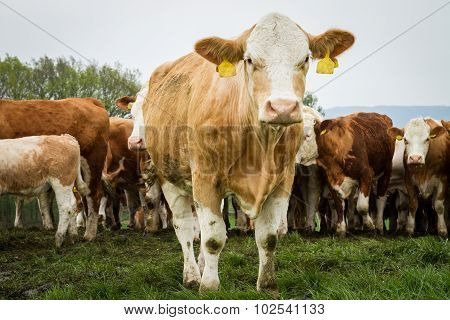 Dairy Cows In Pasture