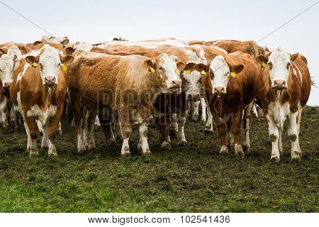 Brown And White Dairy Cows And Bulls In Pasture.