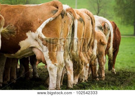 Cows Standing In A Row