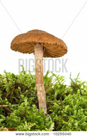 Agarico (cortinarius Uliginosus) velenosi sul verde muschio
