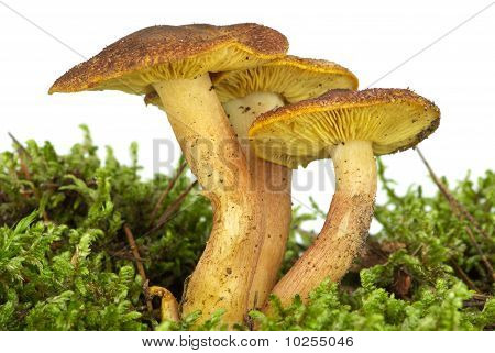 Jedovaté Agaric (hypholoma Fasciculare) na zelený mech